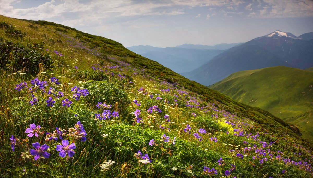 Кавказский заповедник Альпийские Луга