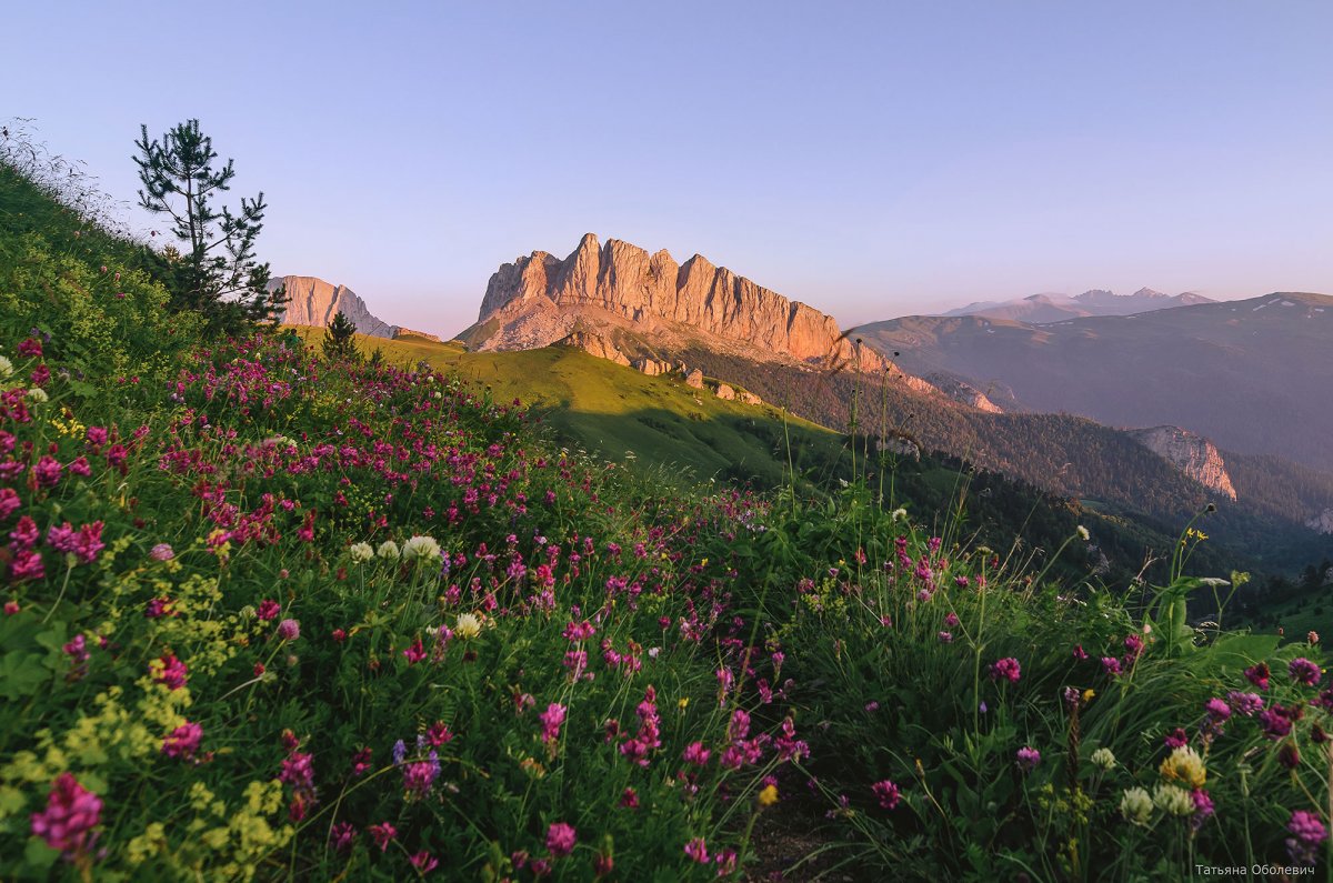 Цветы Северного Кавказа чертовы ворота