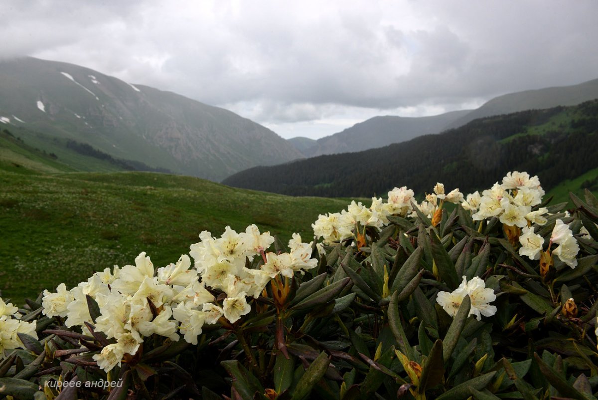 Эдельвейс цветок Лаго Наки