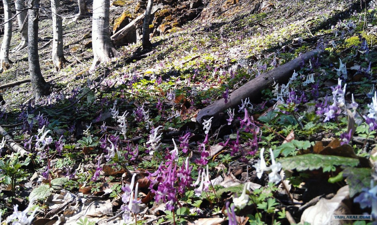Лесные цветы Адыгеи