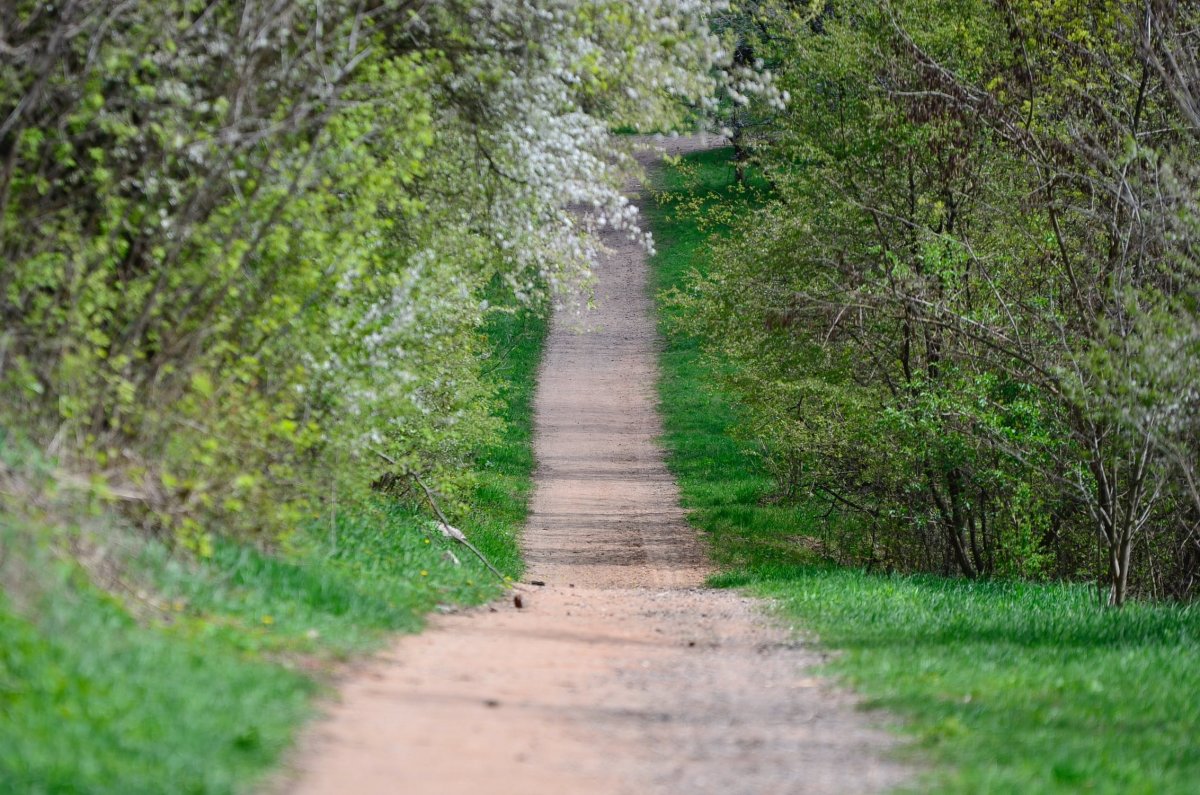 Обои на рабочий стол Весна дорога