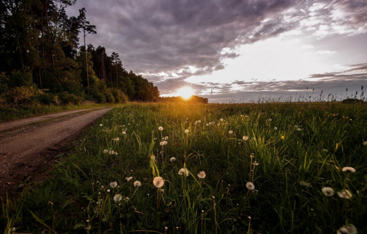 Растения возле дороги