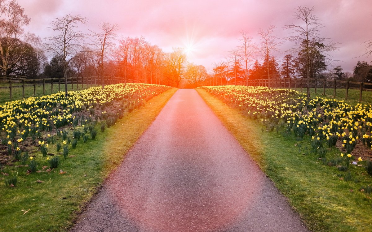 Дорога цветов