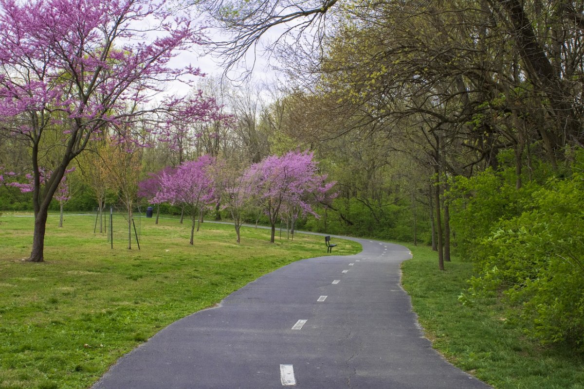 Сиреневое дерево в парке Пушкинской