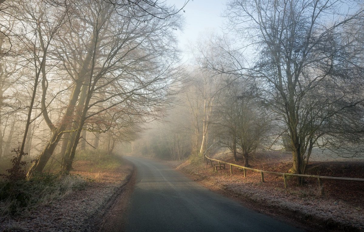 Дорога лес пасмурно