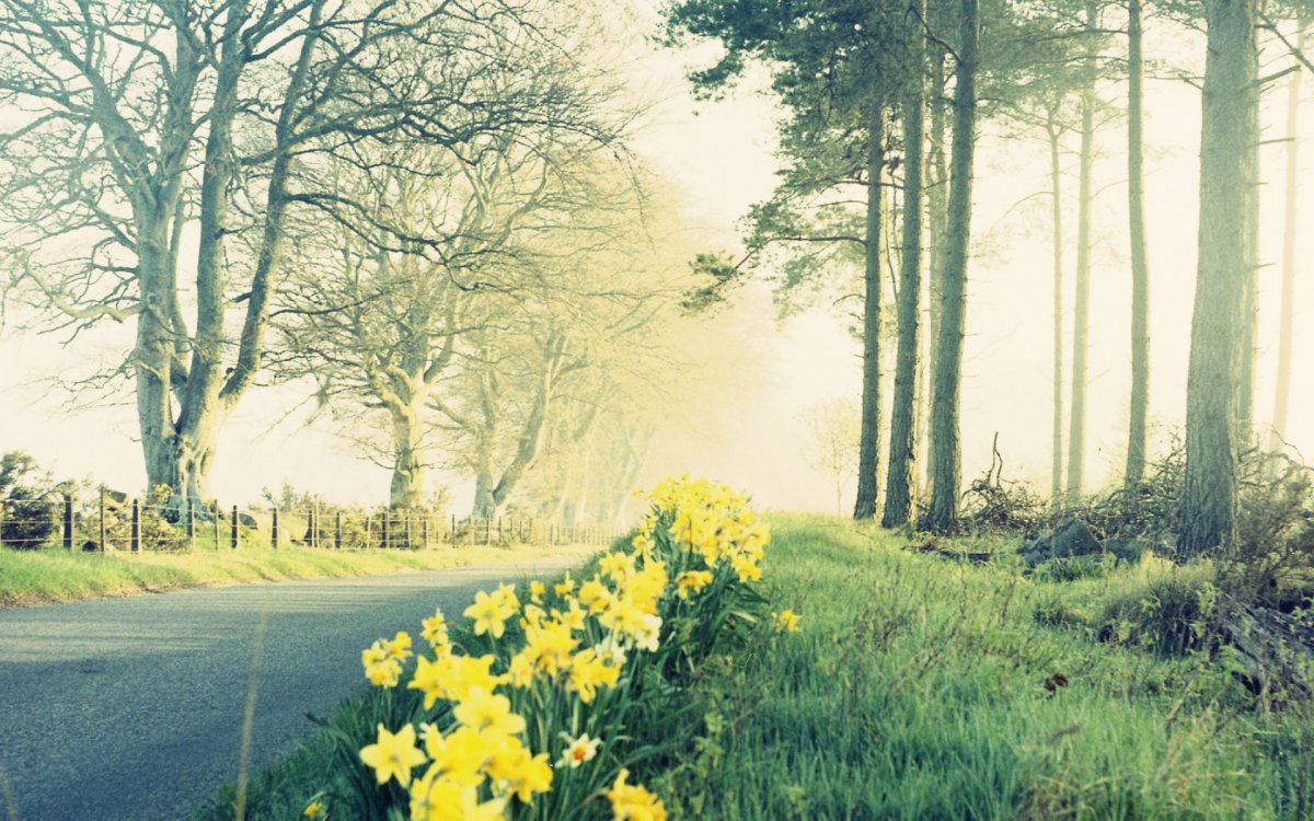 Красивые дороги природа цветы