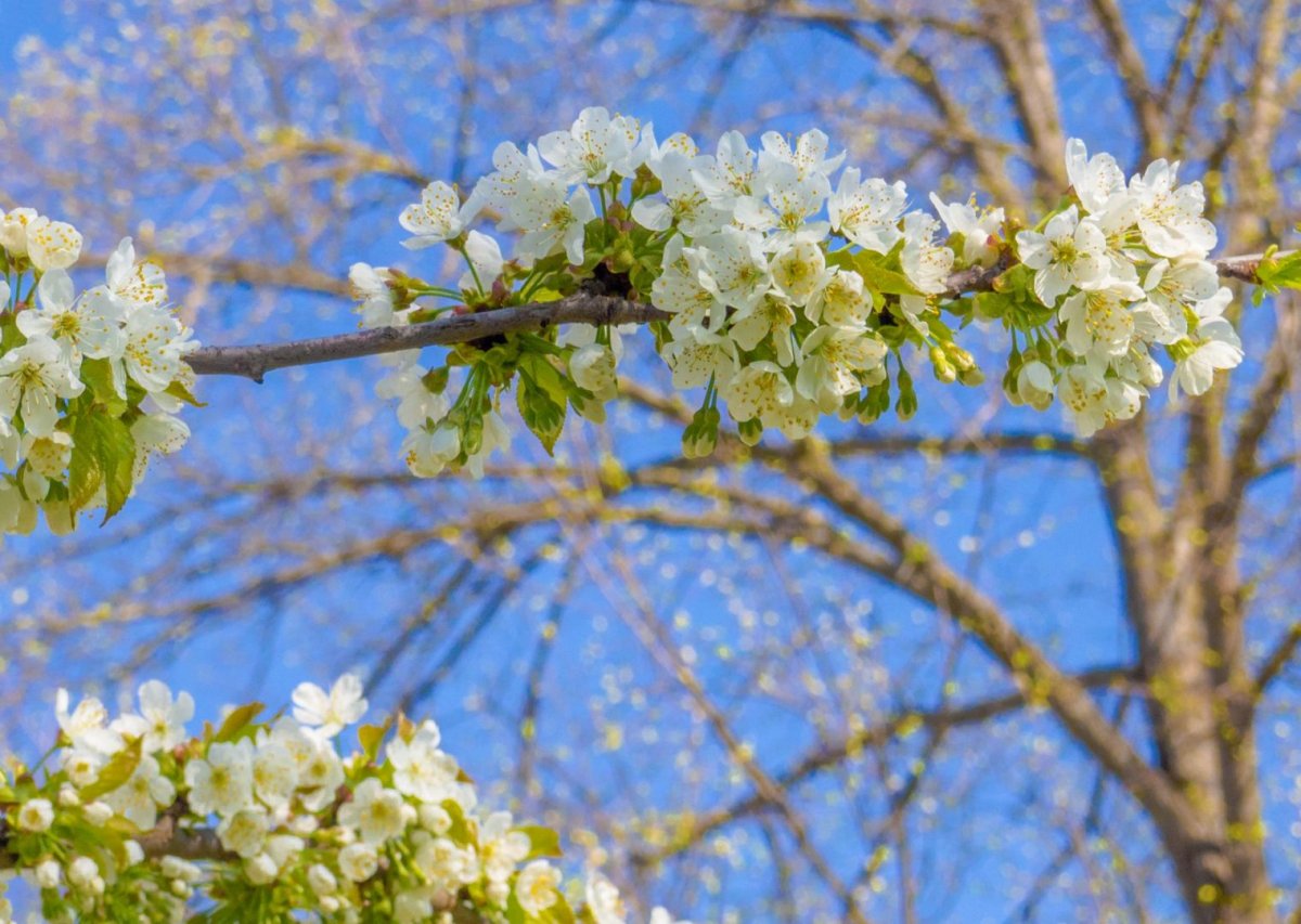 Цветущая Весна для детей
