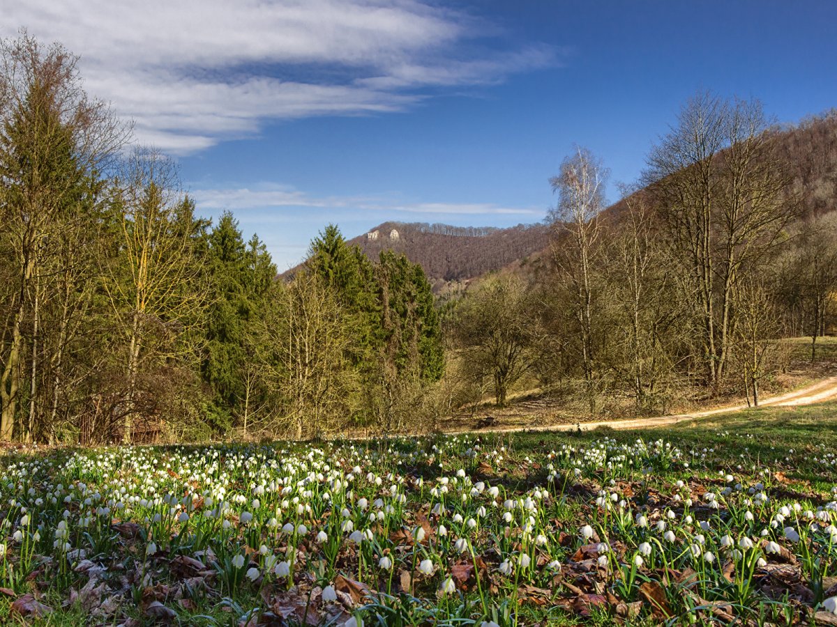 Пролеска Поляна