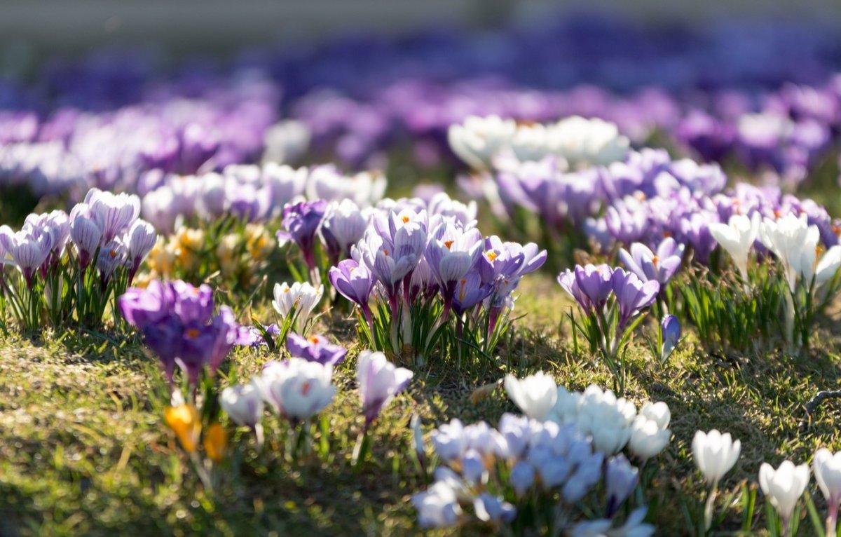 Крокусы и подснежники
