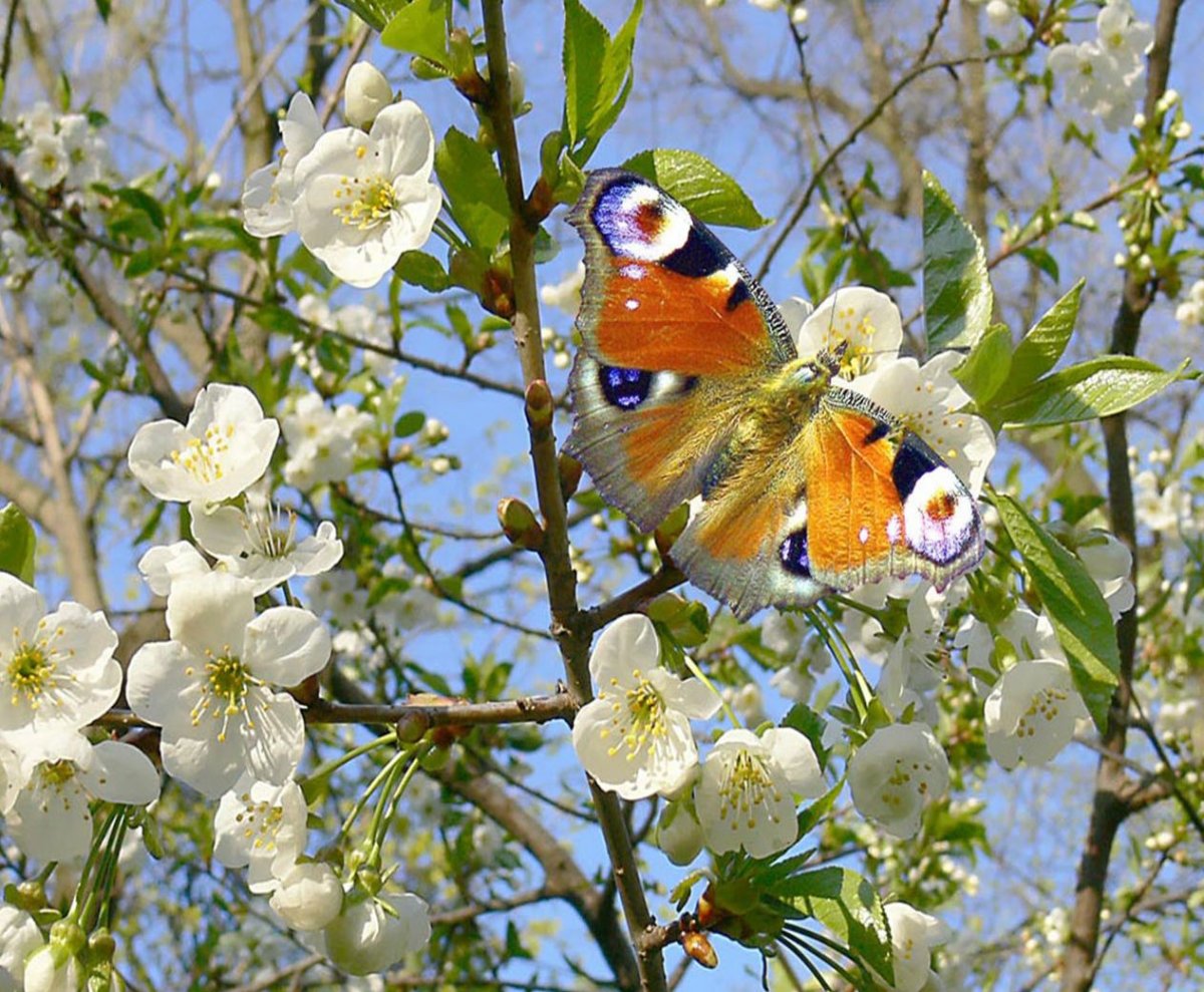 Время года Весна