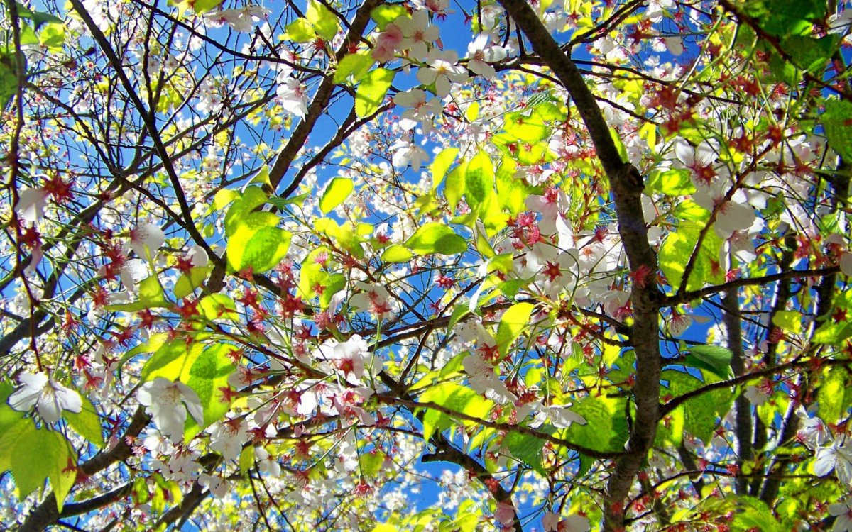 Листовые природы у цветущих