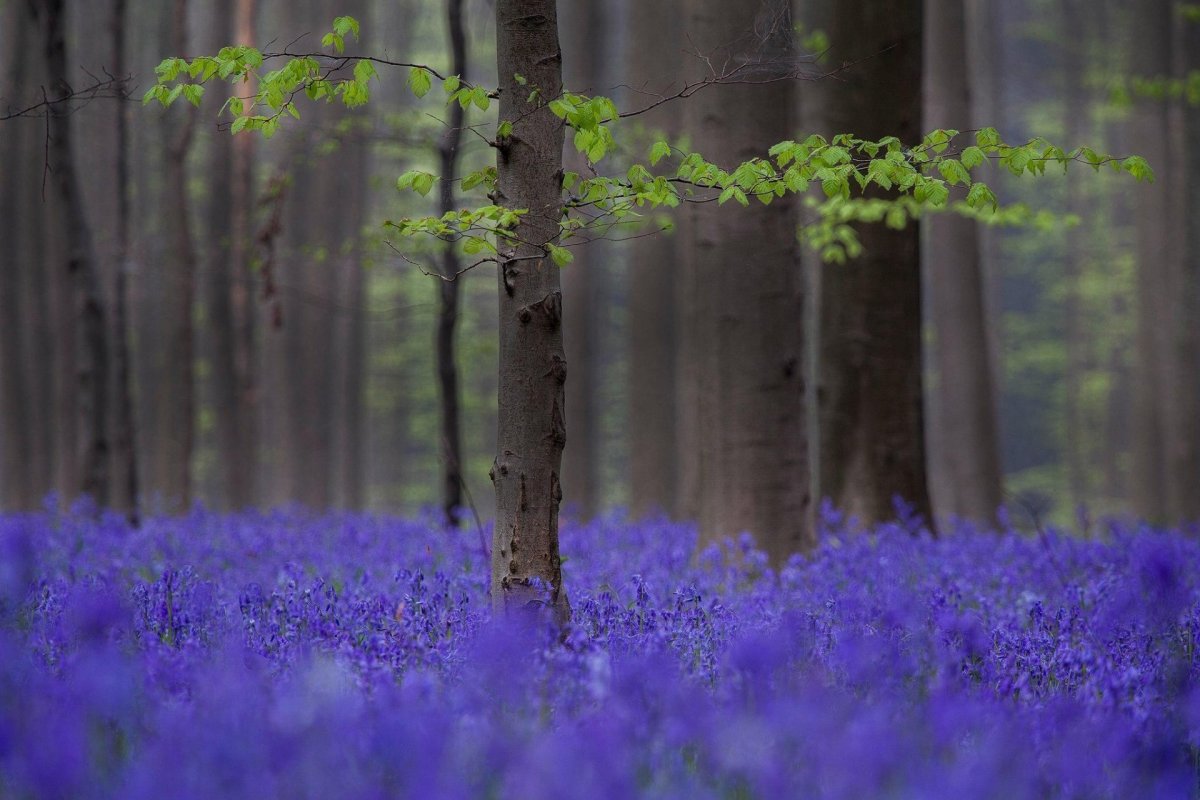 Сиреневый цвет в природе