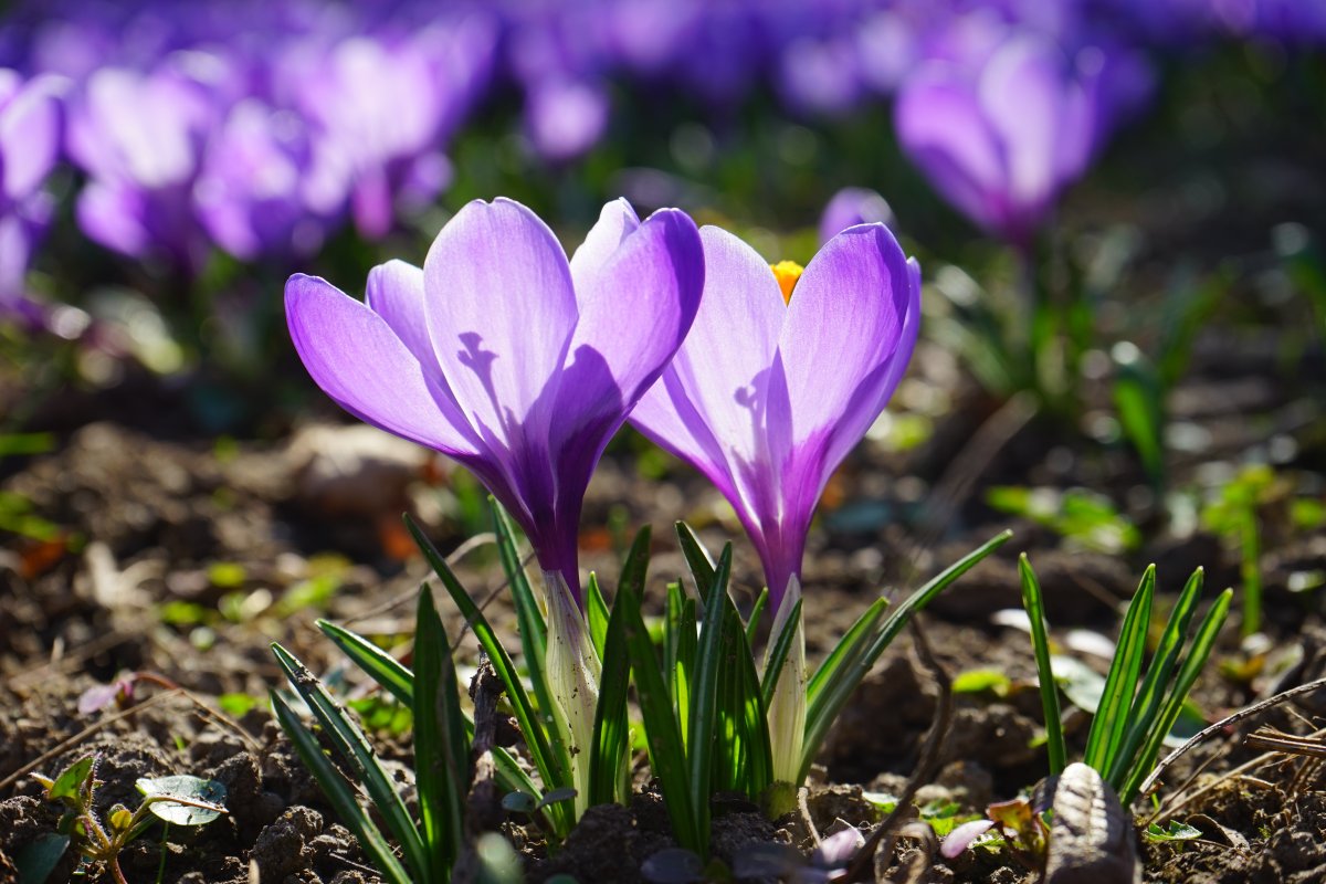 Цветы сиреневые крокусы