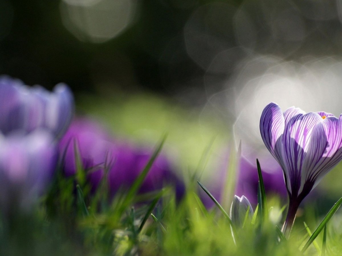 Фиолетовые цветы