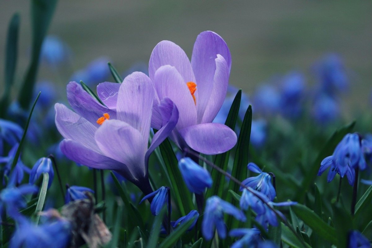 Голубые крокусы