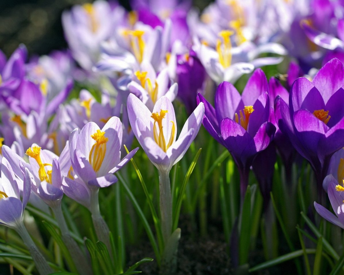 Весенняя природа