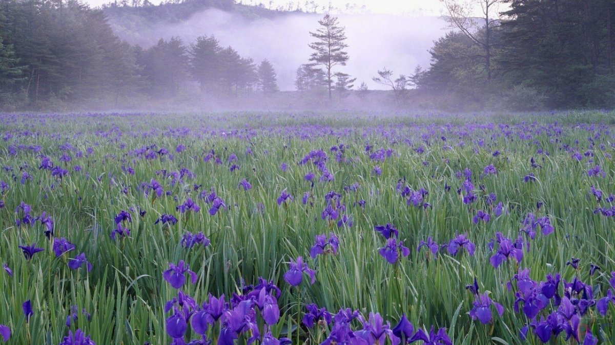 Первоцвет сиреневый Крокус