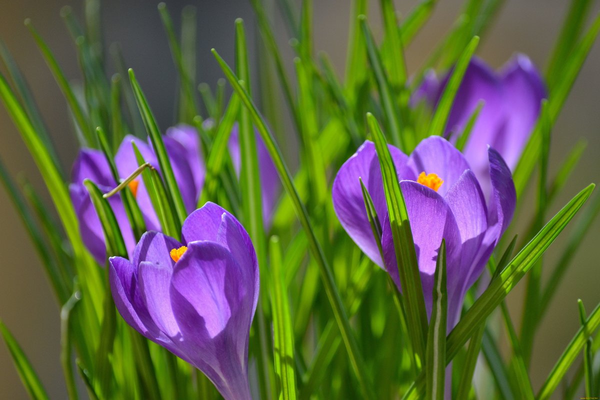 Крокус весенний сиреневый