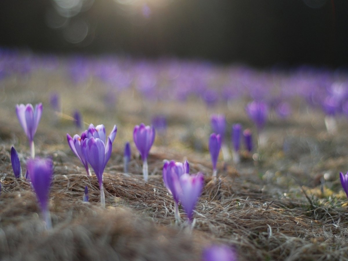 Крокусы и подснежники