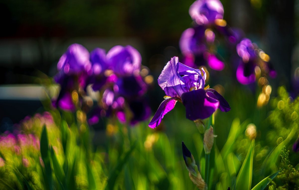 Фиолетовые весенние цветы