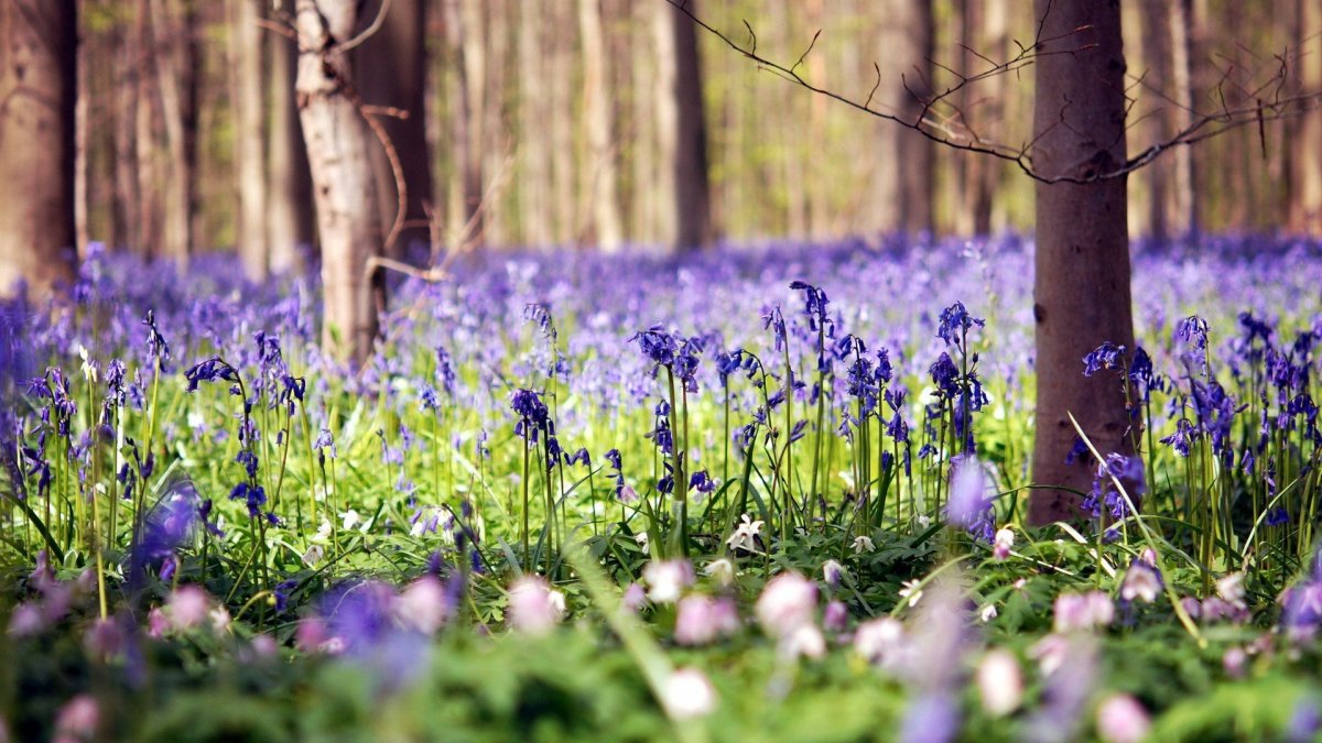 Первые весенние цветы крокусы