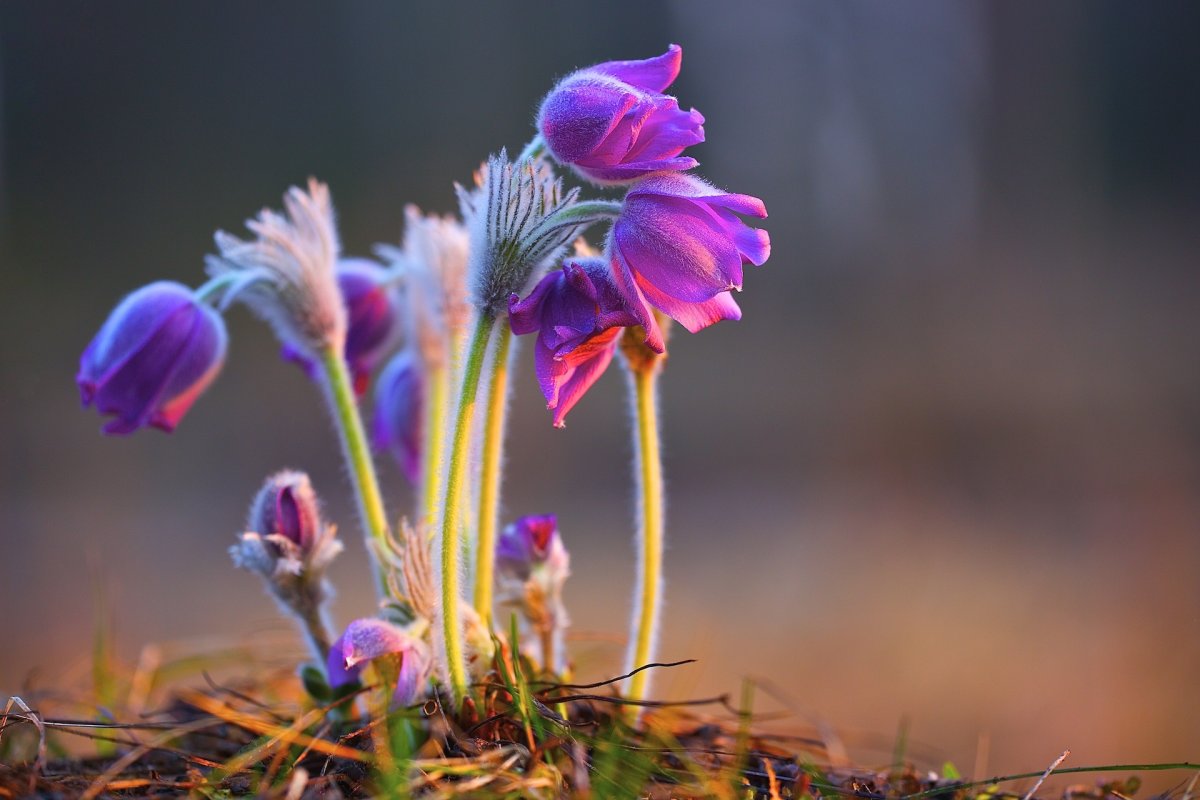 Пролески и подснежники