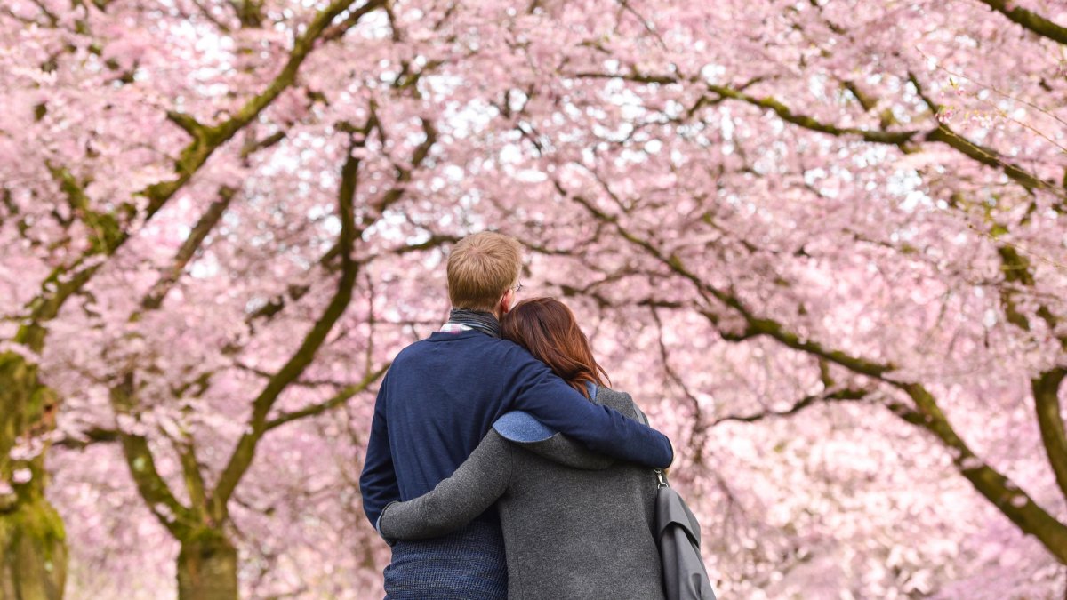 Влюбленные под сакурой