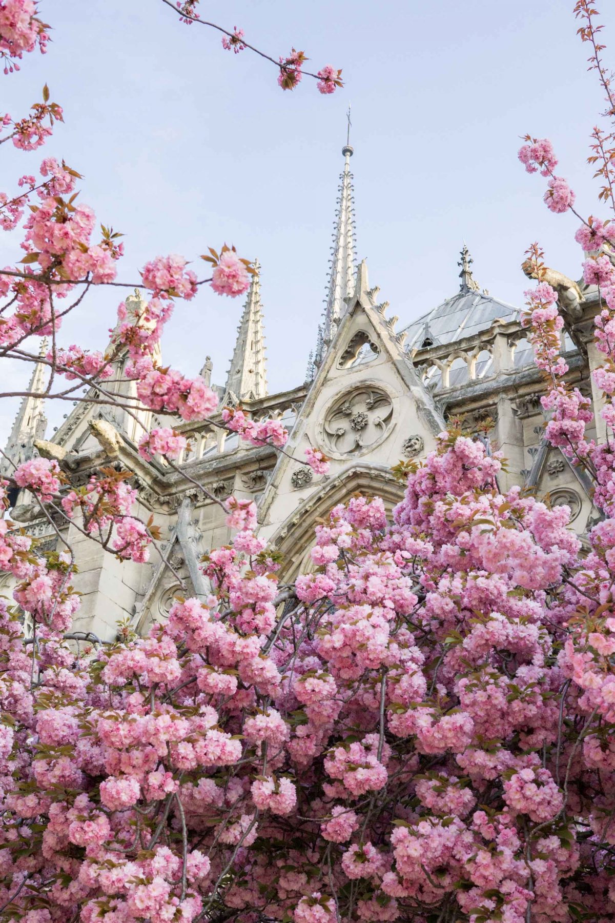 Париж цветение Сакуры