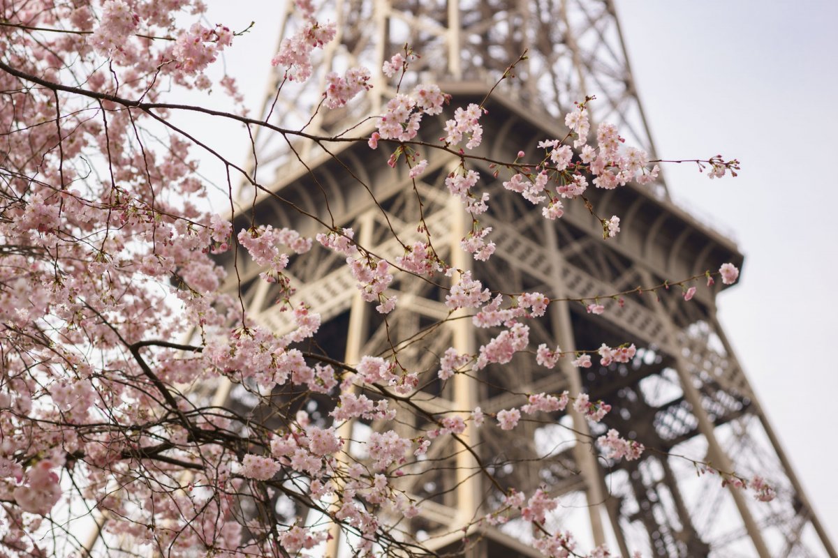 Весна Париж сохры