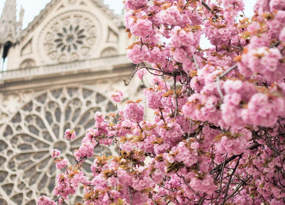 Париж цветение Сакуры