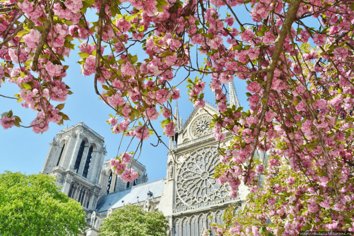 Сакура во Франции