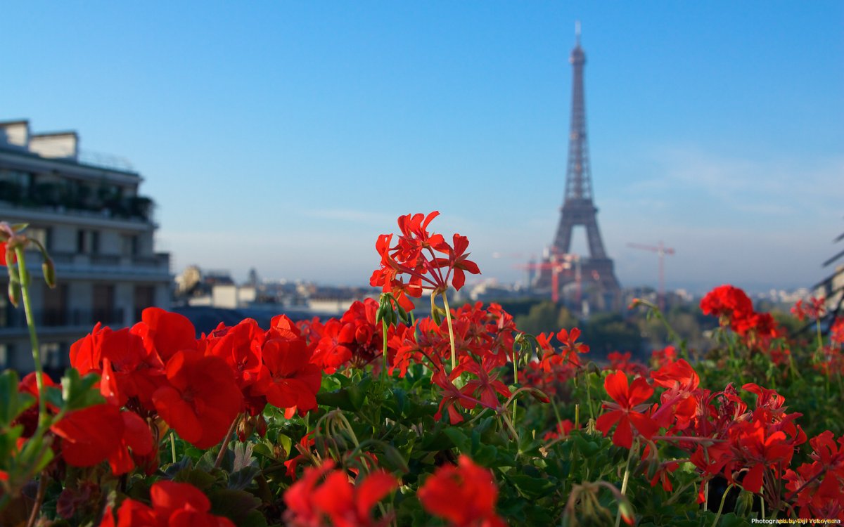 Цветущая Франция