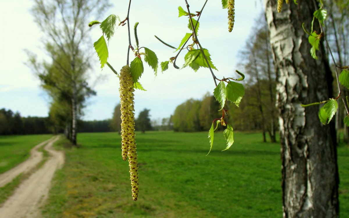 Березовая роща березы с сережками