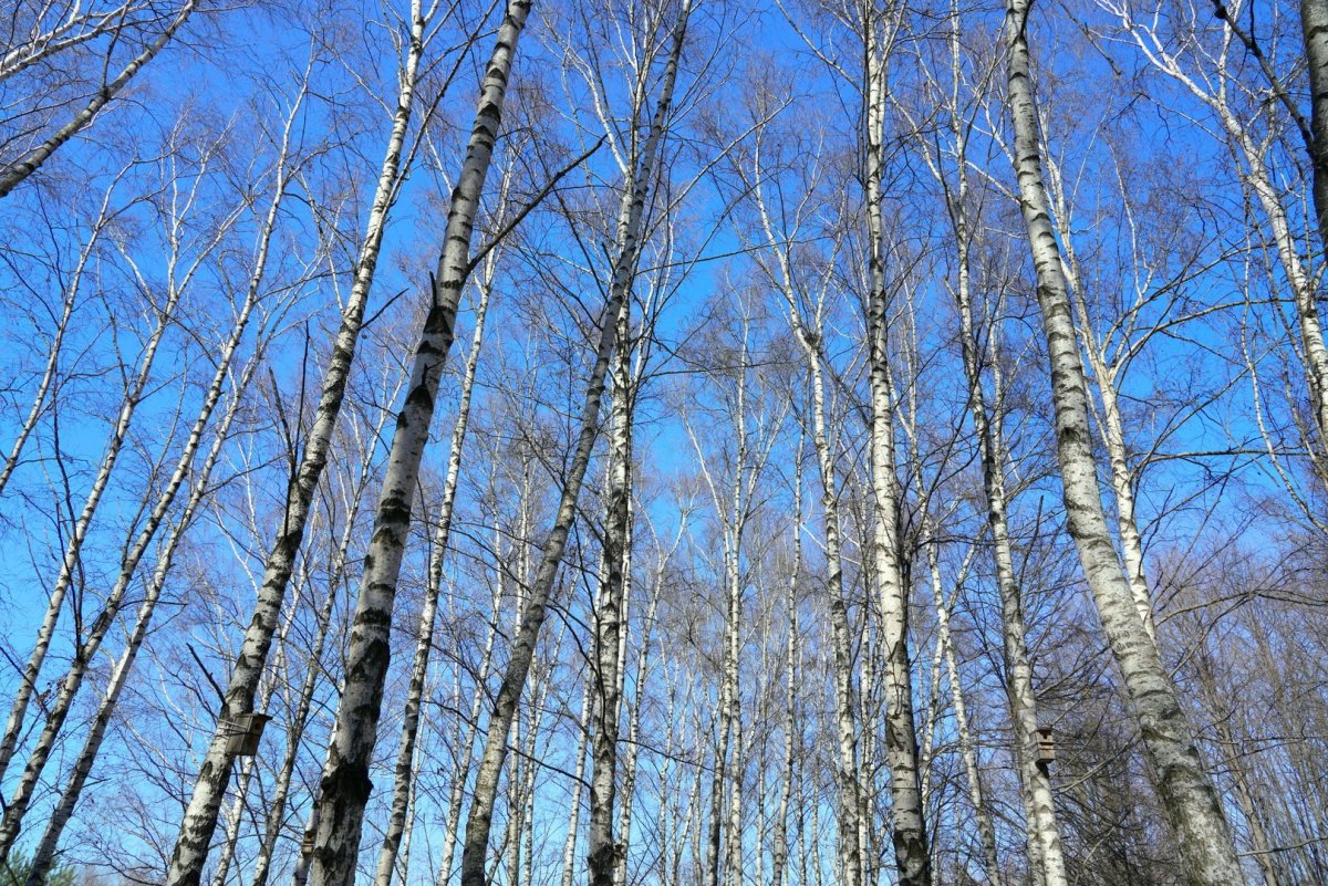 Акимов Весна.березы