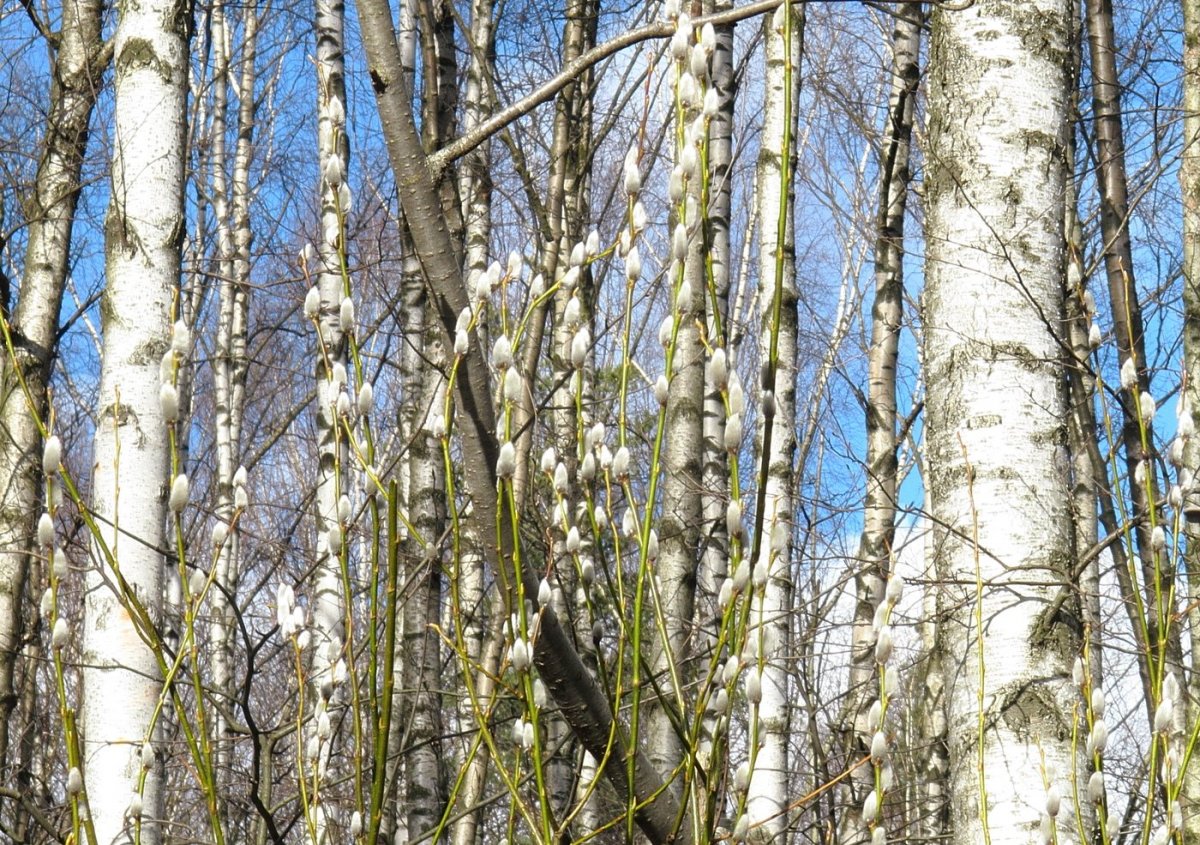 Верба и береза