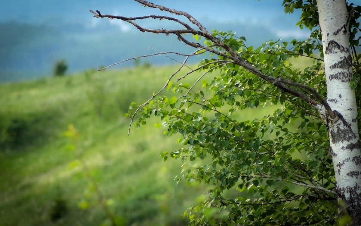 Березы высокое разрешение