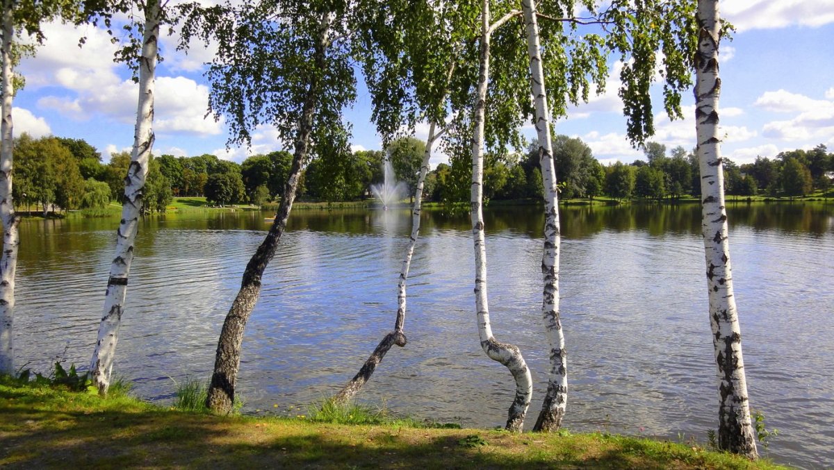 Березовая роща с озером