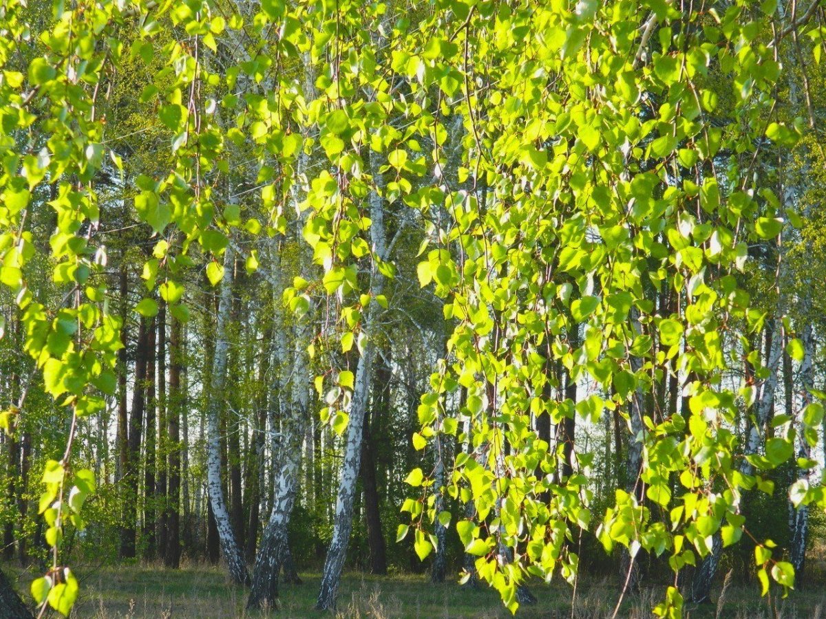 Ветви березы