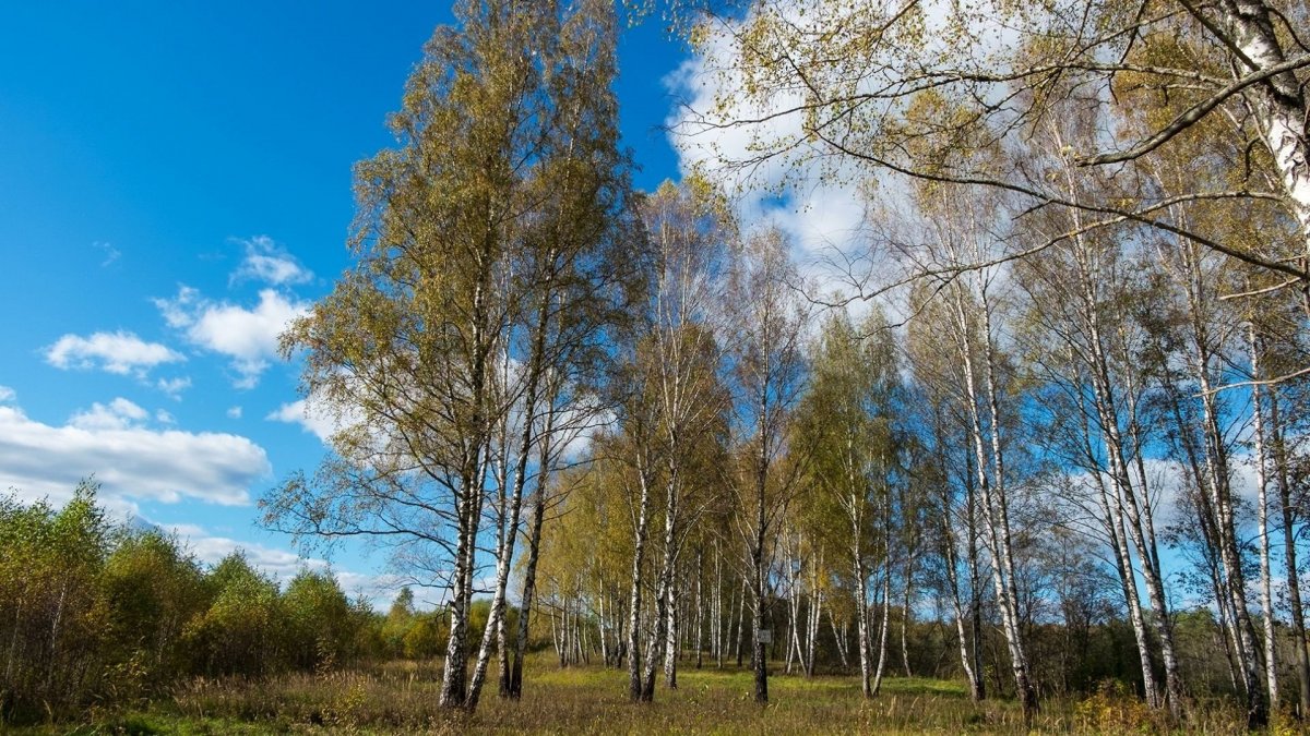 Березка весной