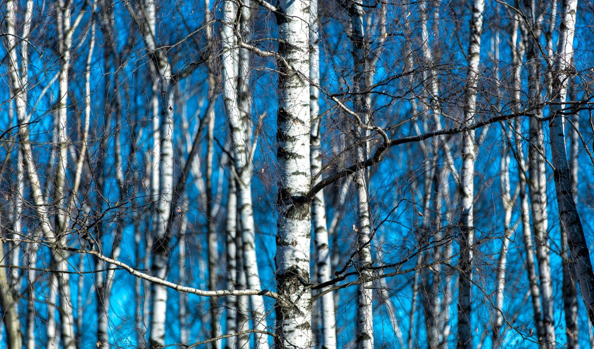 Береза ранней весной