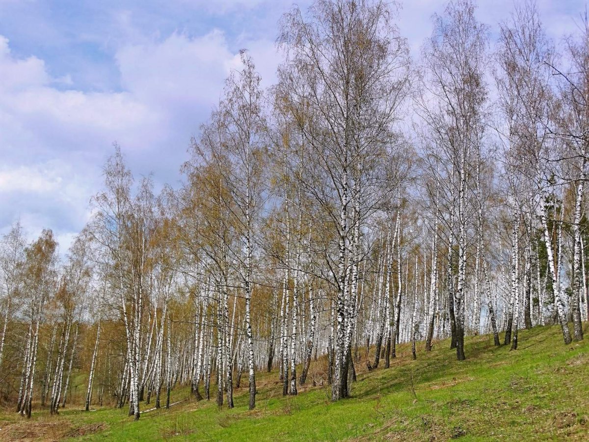 Весенняя Березовая роща