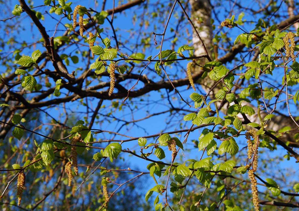 Весенняя зелень