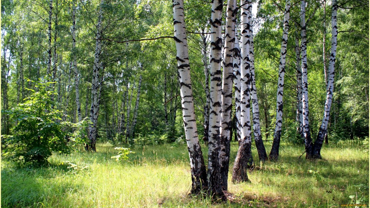 Березовая роща опушка