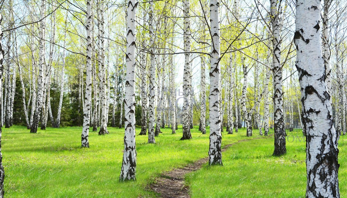 Кемерово берёза Берёзовая роща