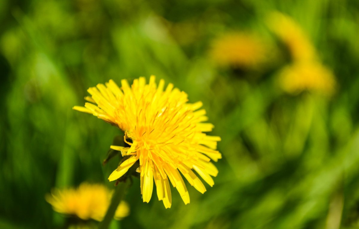 Весна одуванчики