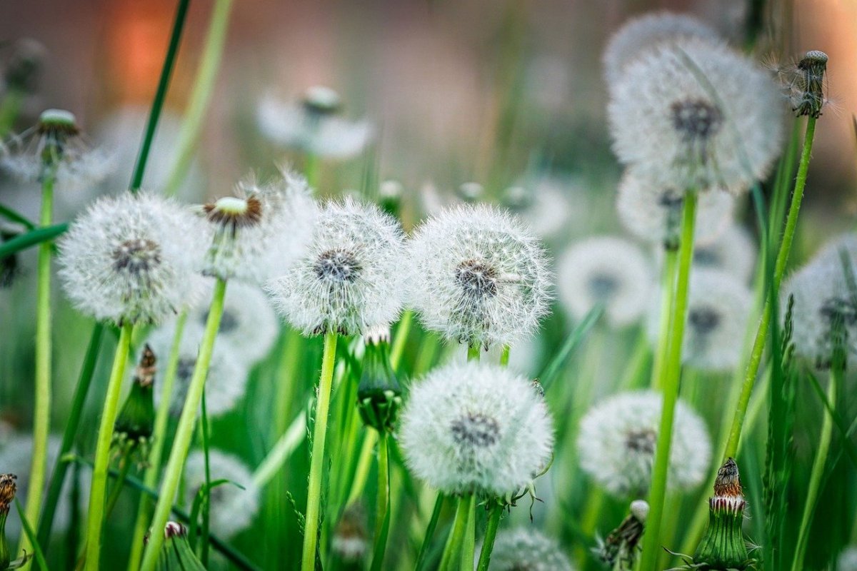 Мелехово одуванчики