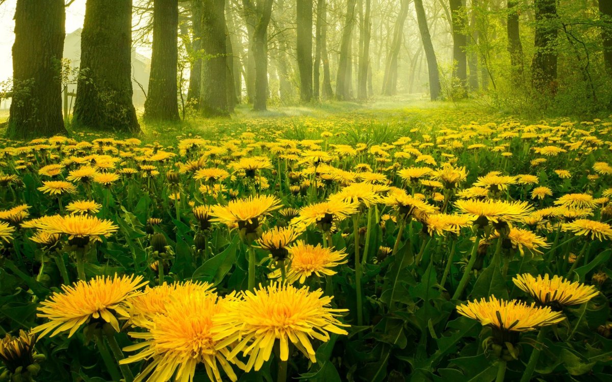 Поляна одуванчиков