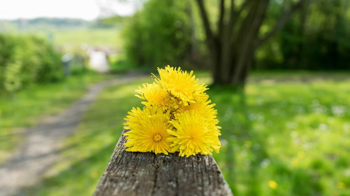 Одуванчиковое лето