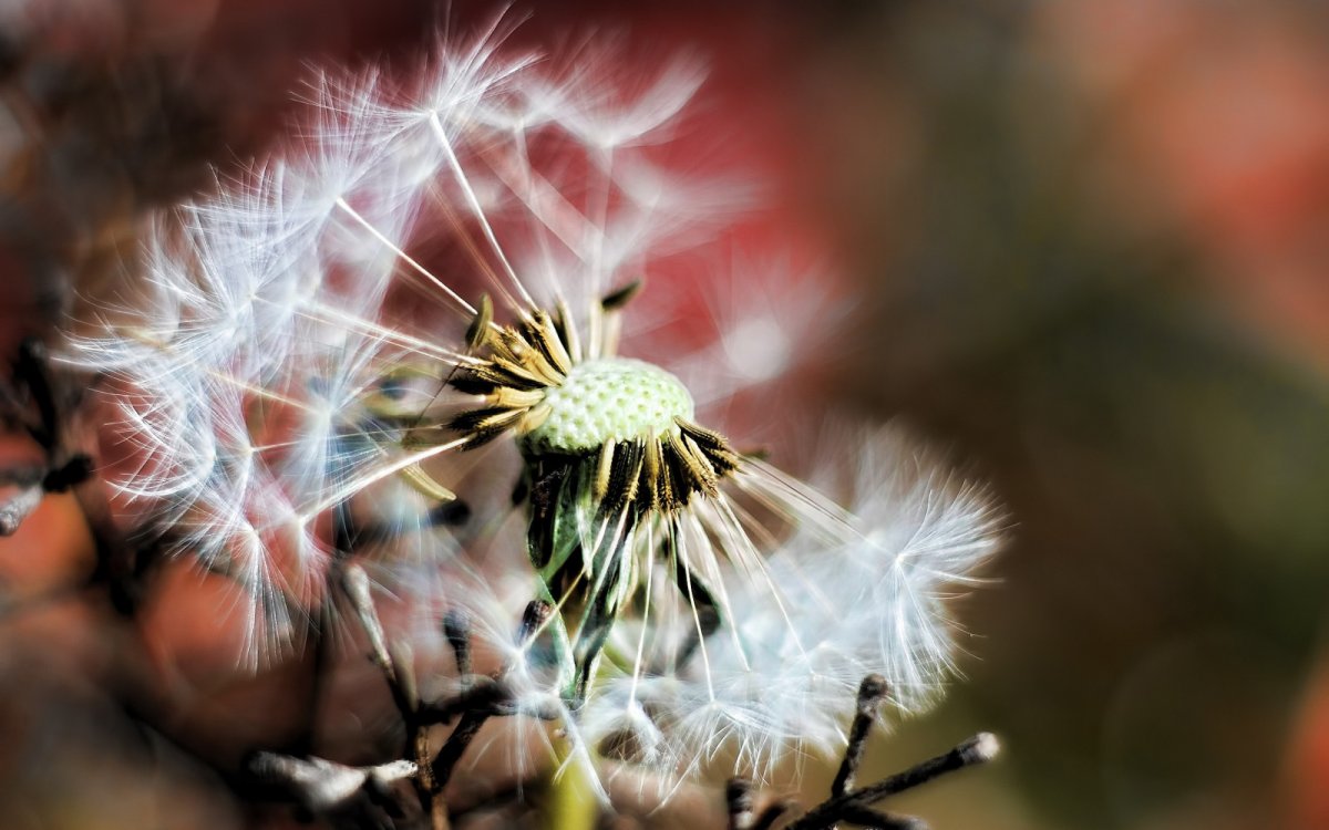 Одуванчик в осенних листьях