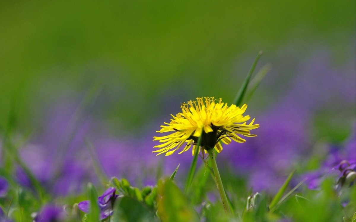 Трава цветы